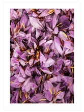 Safran - Art Print